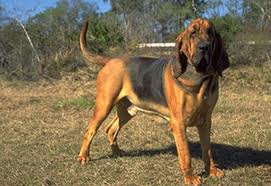 bllodhound